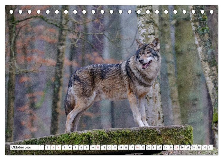 Produktbild: Tierwelt in den Canadian Rockies (Tischkalender 2026 DIN A5 quer), CALVENDO Monatskalender