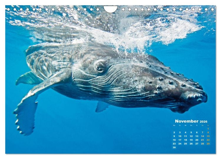 Produktbild: Buckelwale: Aus den blauen Tiefen der Ozeane (Wandkalender 2026 DIN A4 quer), CALVENDO Monatskalender