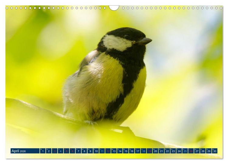 Produktbild: Kohlmeise - Fotografiert von Ostfriesenfotografie (Wandkalender 2026 DIN A3 quer), CALVENDO Monatskalender