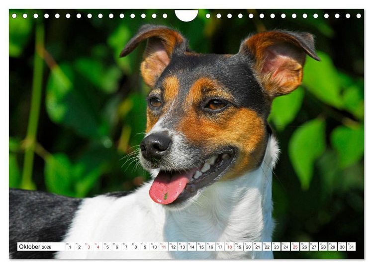 Produktbild: 100000 Volt auf vier Pfoten - Jack und Parson Russell Terrier (Wandkalender 2026 DIN A4 quer), CALVENDO Monatskalender