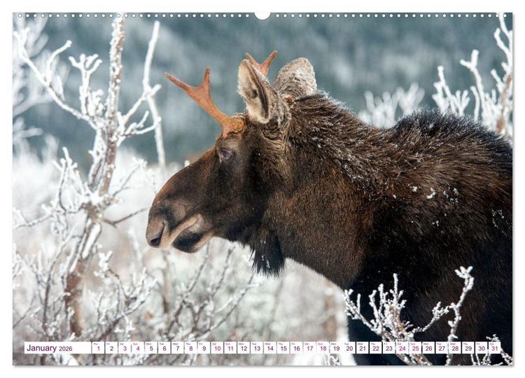 Produktbild: THE NORTHERN WOODLANDS MOOSE (Wall Calendar 2026 DIN A2 landscape), CALVENDO 12 Month Wall Calendar
