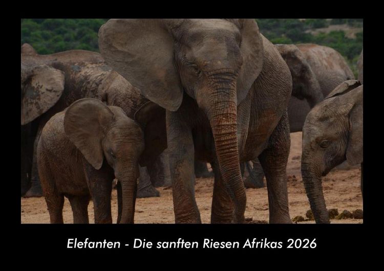Produktbild: Elefanten - Die sanften Riesen Afrikas 2026 Fotokalender DIN A3