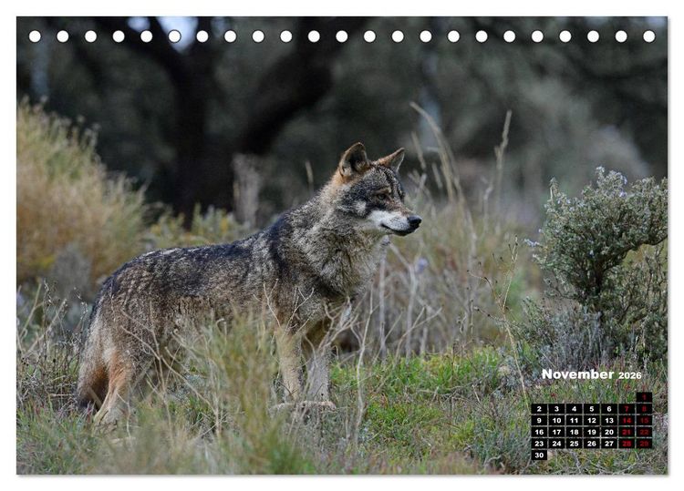 Produktbild: Willkommen Wolf (Tischkalender 2026 DIN A5 quer), CALVENDO Monatskalender