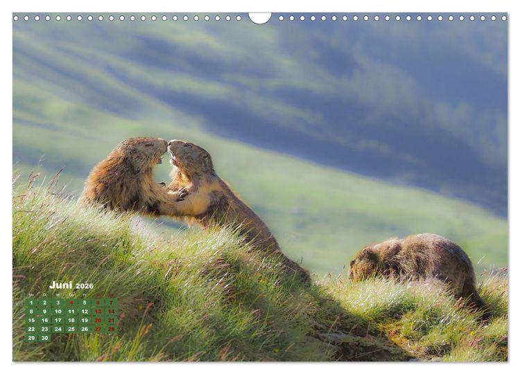 Produktbild: Gro&szlig;glockner wundersch&ouml;ne Berg- und Tierwelt (Wandkalender 2026 DIN A3 quer), CALVENDO Monatskalender