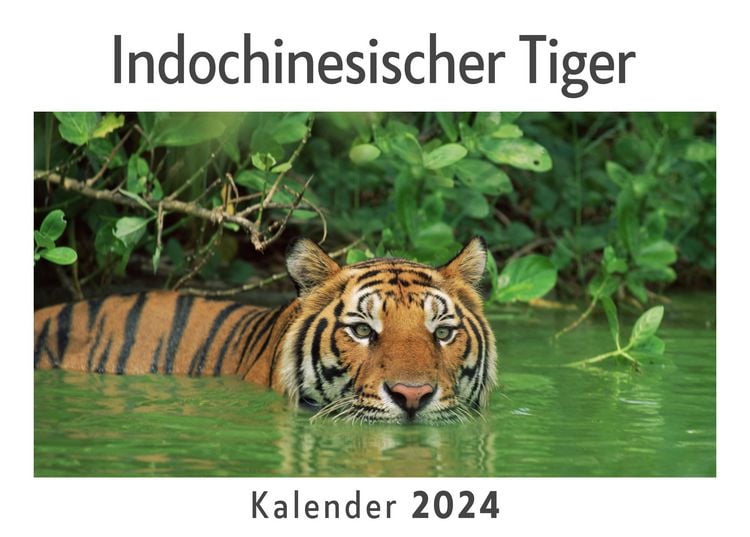 Produktbild: Indochinesischer Tiger (Wandkalender 2024, Kalender DIN A4 quer, Monatskalender im Querformat mit Kalendarium, Das perfekte Geschenk)