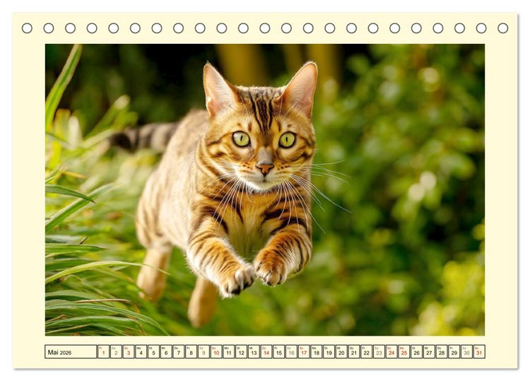 Produktbild: Bengalkatzen. Der elegante Mini-Leopard im Garten (Tischkalender 2026 DIN A5 quer), CALVENDO Monatskalender