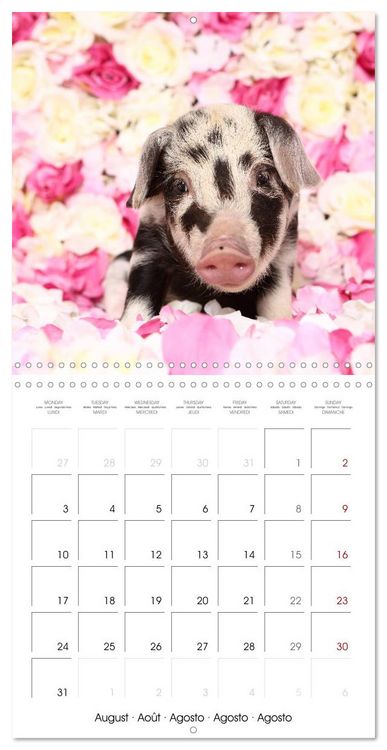 Produktbild: Sweet little piglets (Wall Calendar 2026 12 &times; 12 Inch) CALVENDO 12 Month Wall Calendar
