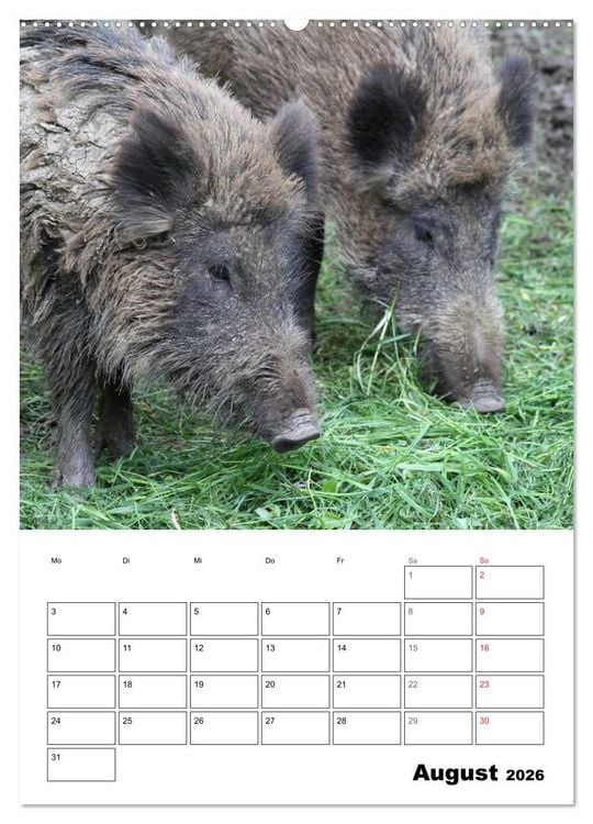 Produktbild: Der wildschweinische Terminplaner (Wandkalender 2026 DIN A2 hoch), CALVENDO Monatskalender