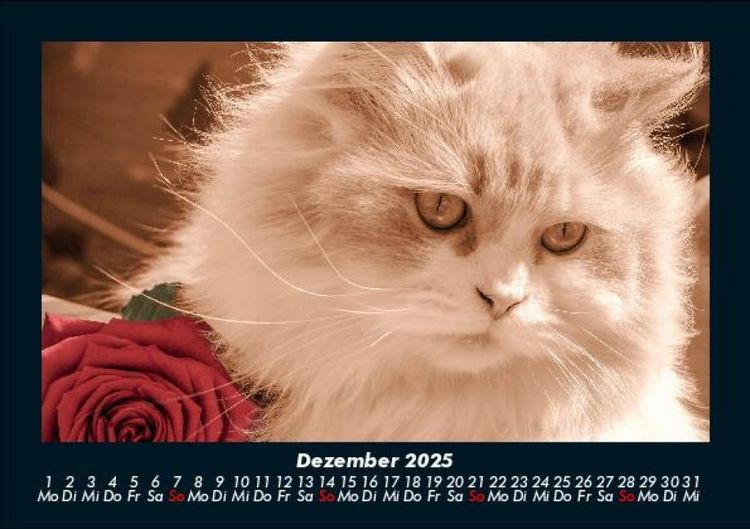 Produktbild: F&uuml;r Katzenfreunde 2025 Fotokalender DIN A5