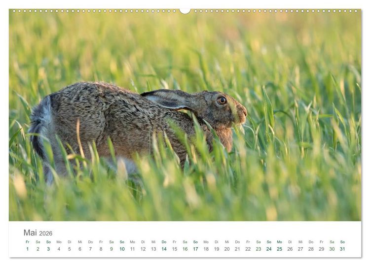 Produktbild: Feldhasen - dem Langohr auf der Spur (hochwertiger Premium Wandkalender 2026 DIN A2 quer), Kunstdruck in Hochglanz