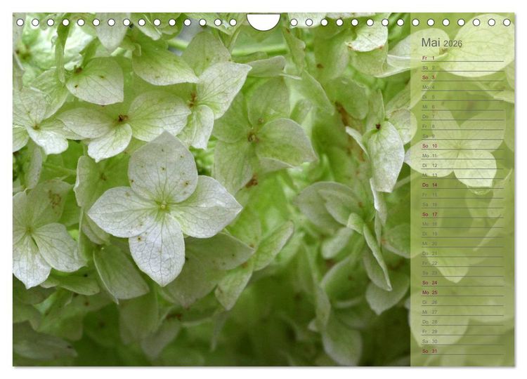 Produktbild: Hortensien / Geburtstagskalender (Wandkalender 2026 DIN A4 quer), CALVENDO Monatskalender