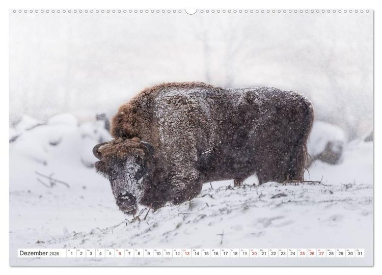 Produktbild: Emotionale Momente: Der Wisent. (hochwertiger Premium Wandkalender 2026 DIN A2 quer), Kunstdruck in Hochglanz