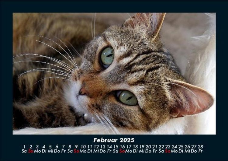 Produktbild: F&uuml;r Katzenfreunde 2025 Fotokalender DIN A5