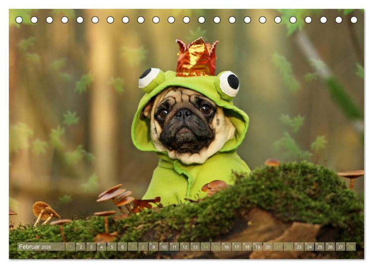 Produktbild: Lustige M&ouml;pse aus der Hundeknipserei (Tischkalender 2026 DIN A5 quer), CALVENDO Monatskalender