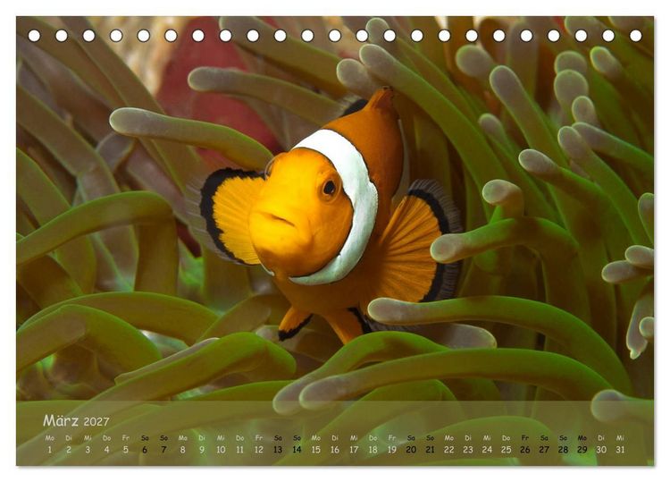 Produktbild: Anemonenfische - Streitbare Gesellen (Tischkalender 2027 DIN A5 quer), CALVENDO Monatskalender