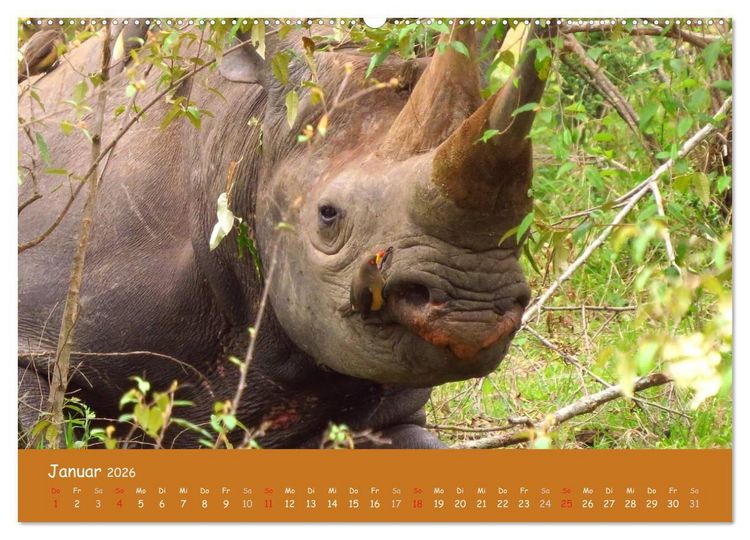 Produktbild: Auge in Auge mit den Tieren Afrikas (hochwertiger Premium Wandkalender 2026 DIN A2 quer), Kunstdruck in Hochglanz