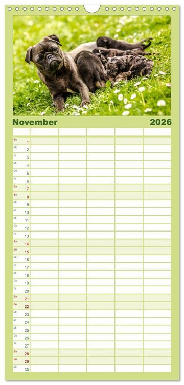 Produktbild: Familienplaner 2026 - M&ouml;pse mit 5 Spalten (Wandkalender, 21 x 45 cm) CALVENDO