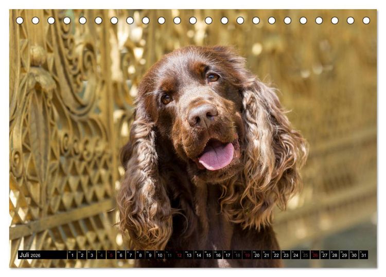 Produktbild: English Cocker Spaniel - Fr&ouml;hliche Gesellen (Tischkalender 2026 DIN A5 quer), CALVENDO Monatskalender