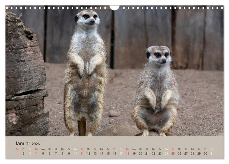 Produktbild: Quirlige Erdm&auml;nnchen (Wandkalender 2026 DIN A3 quer), CALVENDO Monatskalender