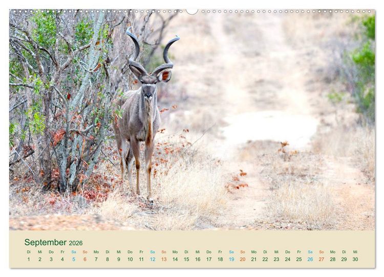 Produktbild: Antilopen, sch&ouml;n und schnell (hochwertiger Premium Wandkalender 2026 DIN A2 quer), Kunstdruck in Hochglanz