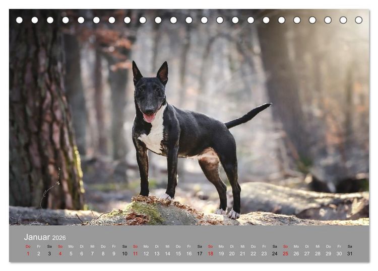 Produktbild: Bullterrier - charmante Herzensbrecher (Tischkalender 2026 DIN A5 quer), CALVENDO Monatskalender