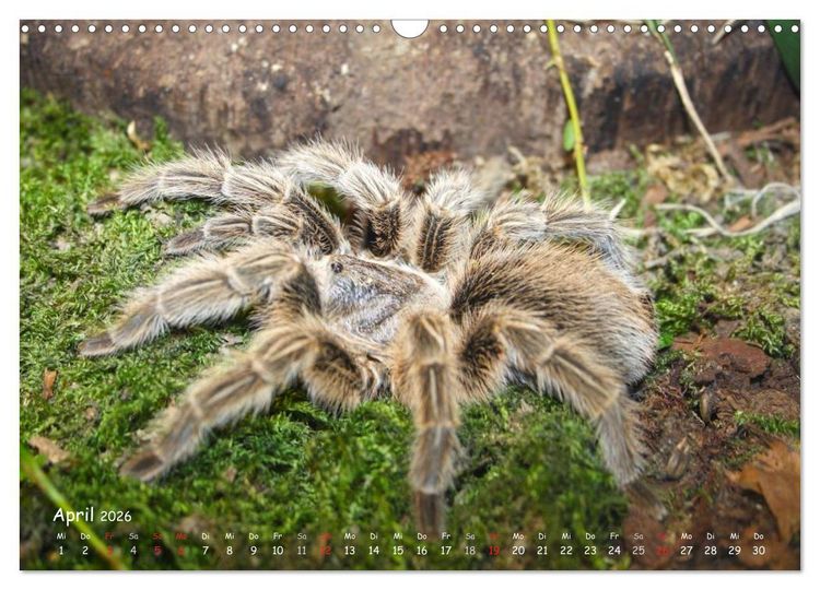 Produktbild: Vogelspinnen (Wandkalender 2026 DIN A3 quer), CALVENDO Monatskalender