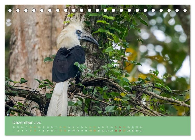 Produktbild: Zwischen Nebel und Baumriesen - V&ouml;gel Borneos (Tischkalender 2026 DIN A5 quer), CALVENDO Monatskalender