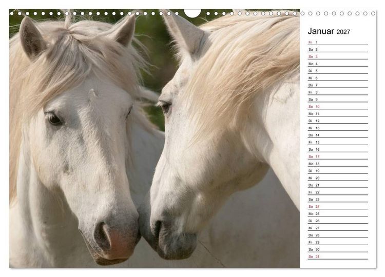 Produktbild: Pferde der Camargue &ndash; Schimmel im Rh&ocirc;nedelta (Wandkalender 2027 DIN A3 quer), CALVENDO Monatskalender