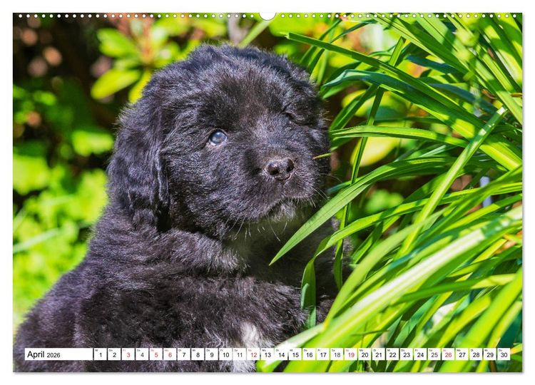 Produktbild: Neufundl&auml;nder - Alle fangen mal klein an (hochwertiger Premium Wandkalender 2026 DIN A2 quer), Kunstdruck in Hochglanz