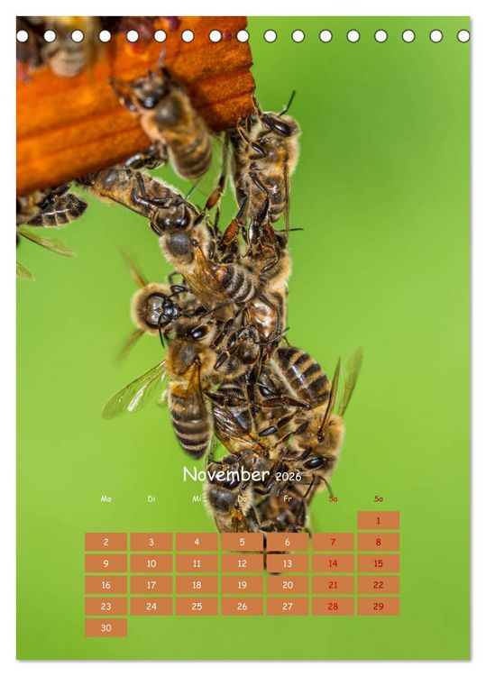 Produktbild: Gesch&auml;ftig wie im Bienenstock (Tischkalender 2026 DIN A5 hoch), CALVENDO Monatskalender