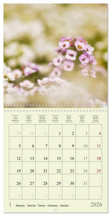 Produktbild: Fleurs du pays des r&ecirc;ves (Calendrier mural carr&eacute; 2026 30x30 cm) Calendrier double avec une page pour vos prises de notes