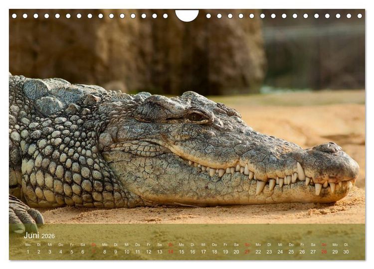 Produktbild: Alligatoren und Co. (Wandkalender 2026 DIN A4 quer), CALVENDO Monatskalender