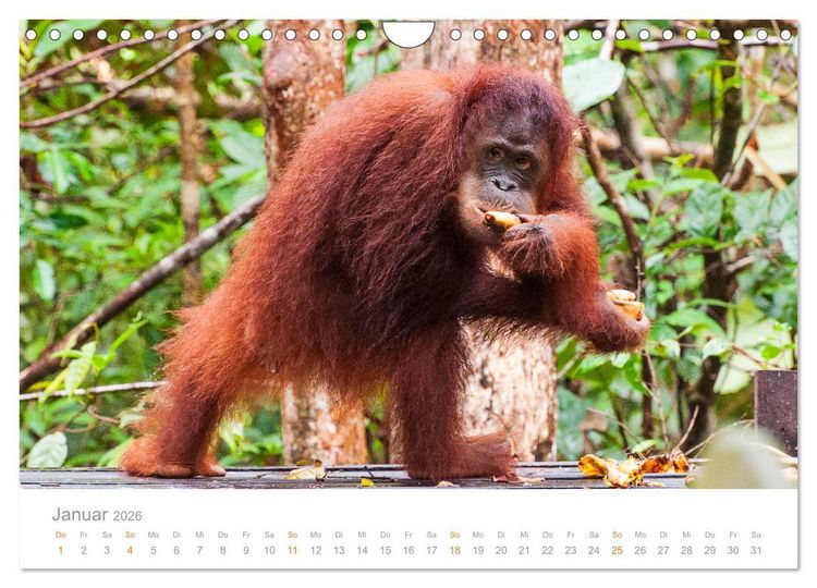 Produktbild: Orang-Utans Menschenaffen auf Borneo (Wandkalender 2026 DIN A4 quer), CALVENDO Monatskalender
