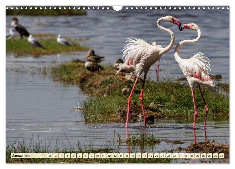 Produktbild: Afrika. Botswanas wundervolle Tierwelt (Wandkalender 2026 DIN A3 quer), CALVENDO Monatskalender