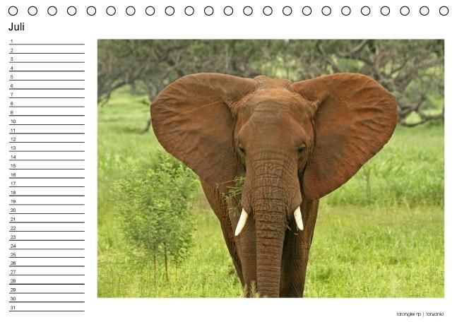 Produktbild: begegnungen - elefanten im s&uuml;dlichen afrika (Tischkalender immerw&auml;hrend DIN A5 quer)