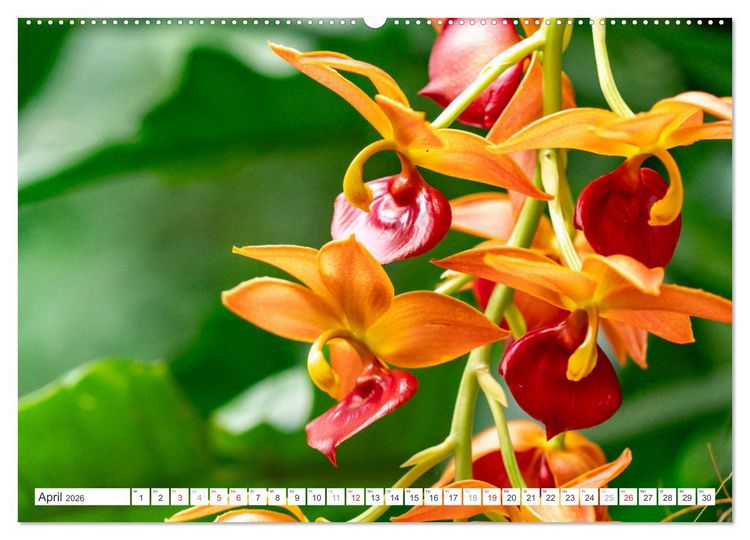 Produktbild: Orchidaceae - Orchideen (Wandkalender 2026 DIN A2 quer), CALVENDO Monatskalender