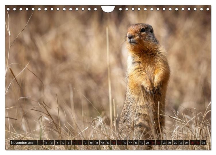 Produktbild: Wildtierkalender (Wandkalender 2026 DIN A4 quer), CALVENDO Monatskalender