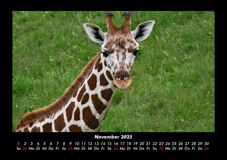 Produktbild: Giraffen 2025 Fotokalender DIN A3