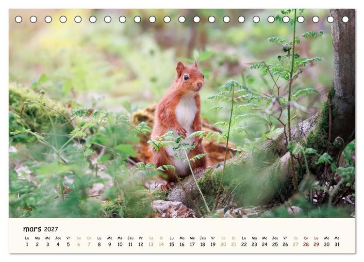 Produktbild: Les murmures de la for&ecirc;t - Regards d'animaux (Calendrier de bureau 2027 DIN A5 vertical), CALVENDO calendrier mensuel