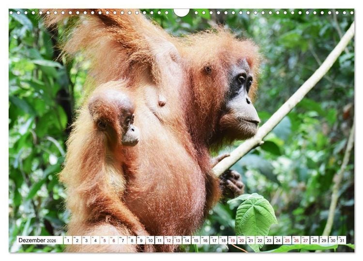 Produktbild: Die letzten freilebenden Orang Utans (Wandkalender 2026 DIN A3 quer), CALVENDO Monatskalender