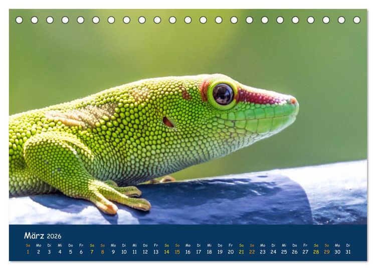 Produktbild: Faszinierende Tierwelt von Mauritius - Magische Momente der Natur (Tischkalender 2026 DIN A5 quer), CALVENDO Monatskalender