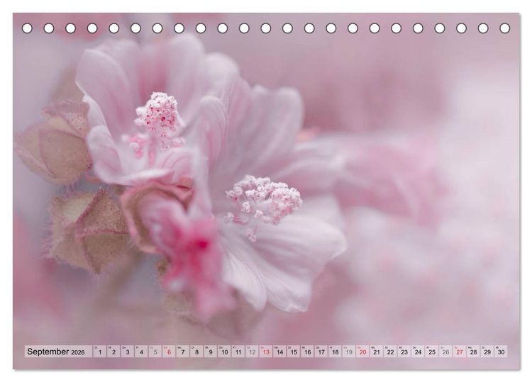 Produktbild: Farbenfroher Bl&uuml;tentraum (Tischkalender 2026 DIN A5 quer), CALVENDO Monatskalender