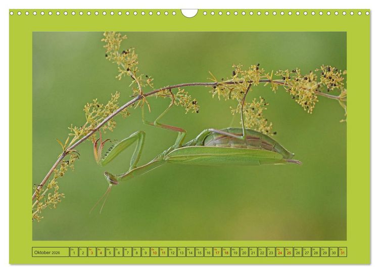 Produktbild: Die Gottesanbeterin Mantis Religiosa (Wandkalender 2026 DIN A3 quer), CALVENDO Monatskalender