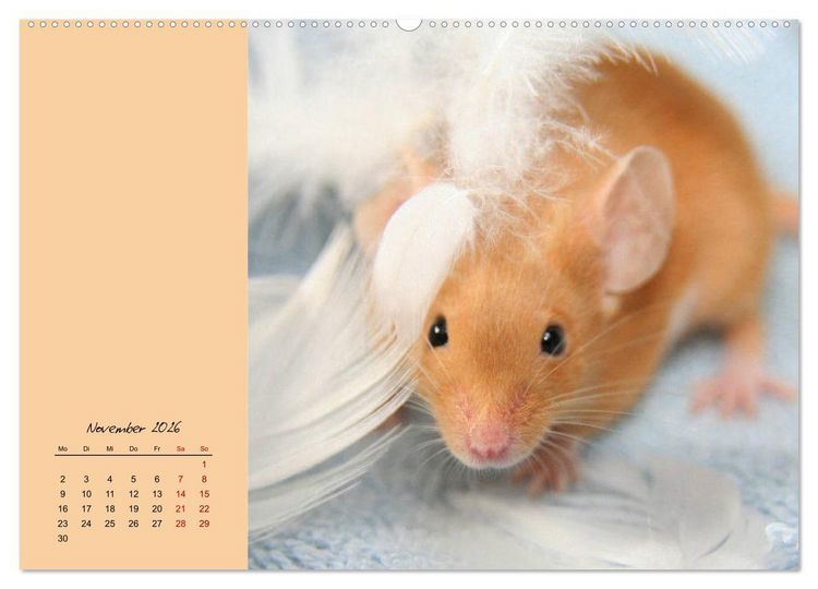 Produktbild: Mausige Zeiten! Putzige Gesellen mit Knopfaugen (hochwertiger Premium Wandkalender 2026 DIN A2 quer), Kunstdruck in Hochglanz