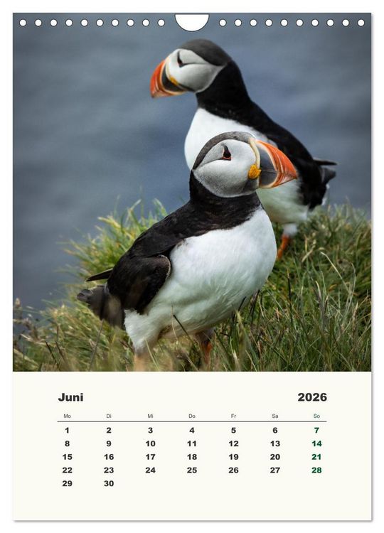 Produktbild: Papageientaucher in Island (Wandkalender 2026 DIN A4 hoch), CALVENDO Monatskalender