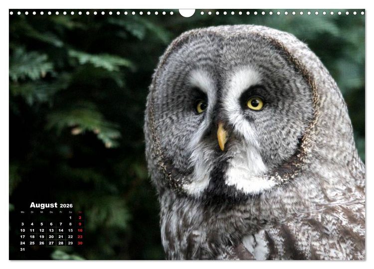 Produktbild: Greifv&ouml;gel, Eulen und K&auml;uze (Wandkalender 2026 DIN A3 quer), CALVENDO Monatskalender