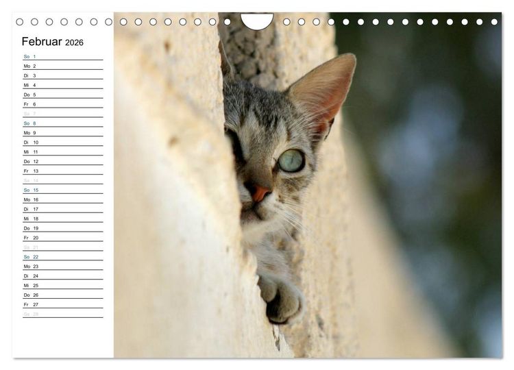 Produktbild: Katzensprung (Wandkalender 2026 DIN A4 quer), CALVENDO Monatskalender