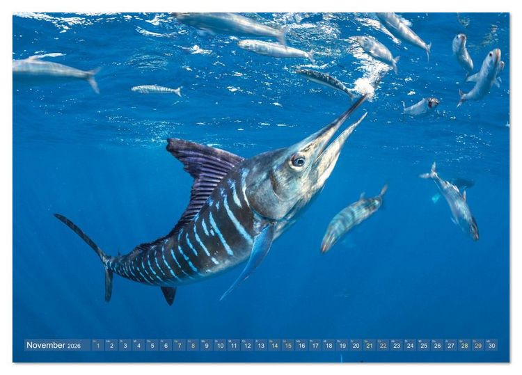 Produktbild: Tiere des Meeres: Faszination Tauchen (Tischkalender 2026 DIN A5 quer), CALVENDO Monatskalender