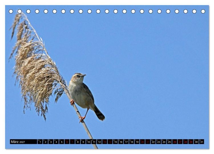 Produktbild: Mallorcas V&ouml;gel (Tischkalender 2027 DIN A5 quer), CALVENDO Monatskalender