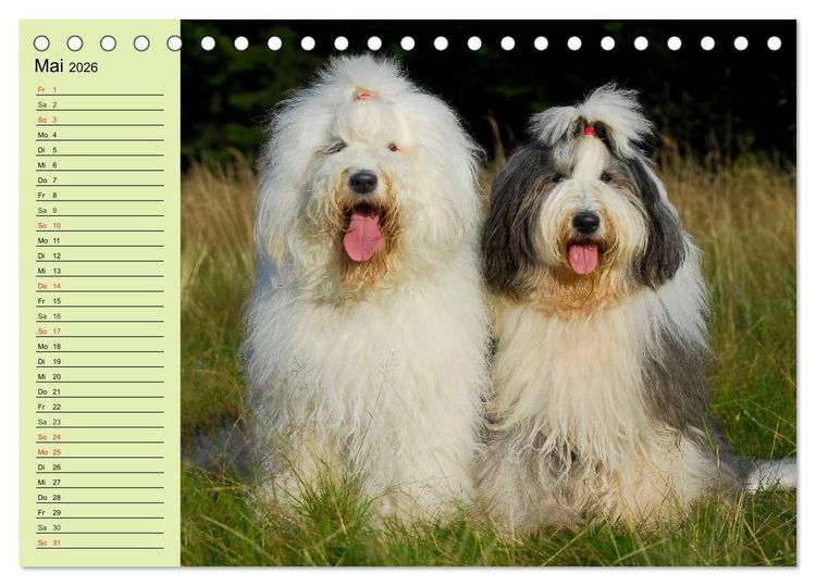 Produktbild: Traumhund Bobtail (Tischkalender 2026 DIN A5 quer), CALVENDO Monatskalender